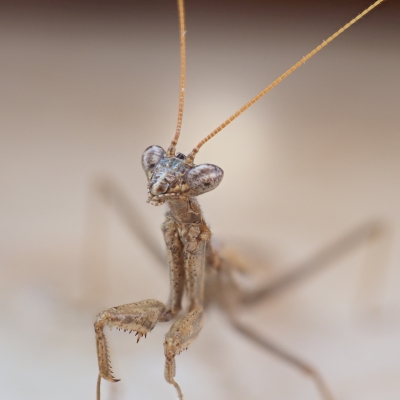 Click here for a bigger version of '140-praying-mantis.jpg'